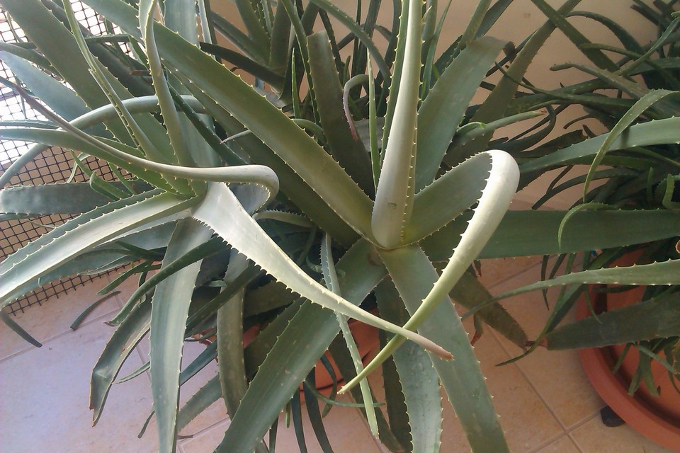 IMAG0001.jpg