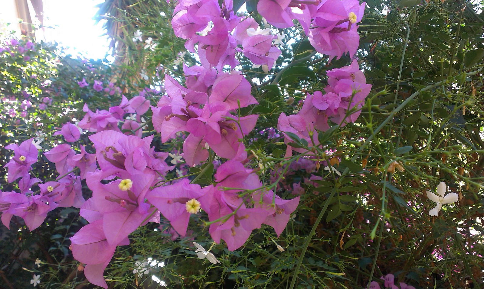 IMAG0005.jpg