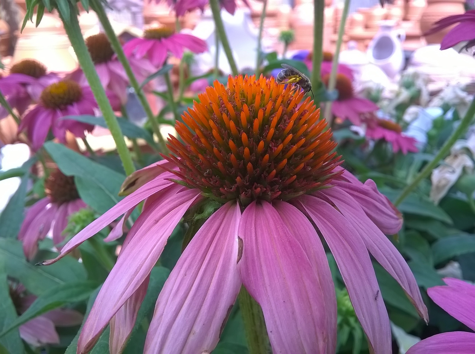 WP_20140618_11_20_24_Pro.jpg