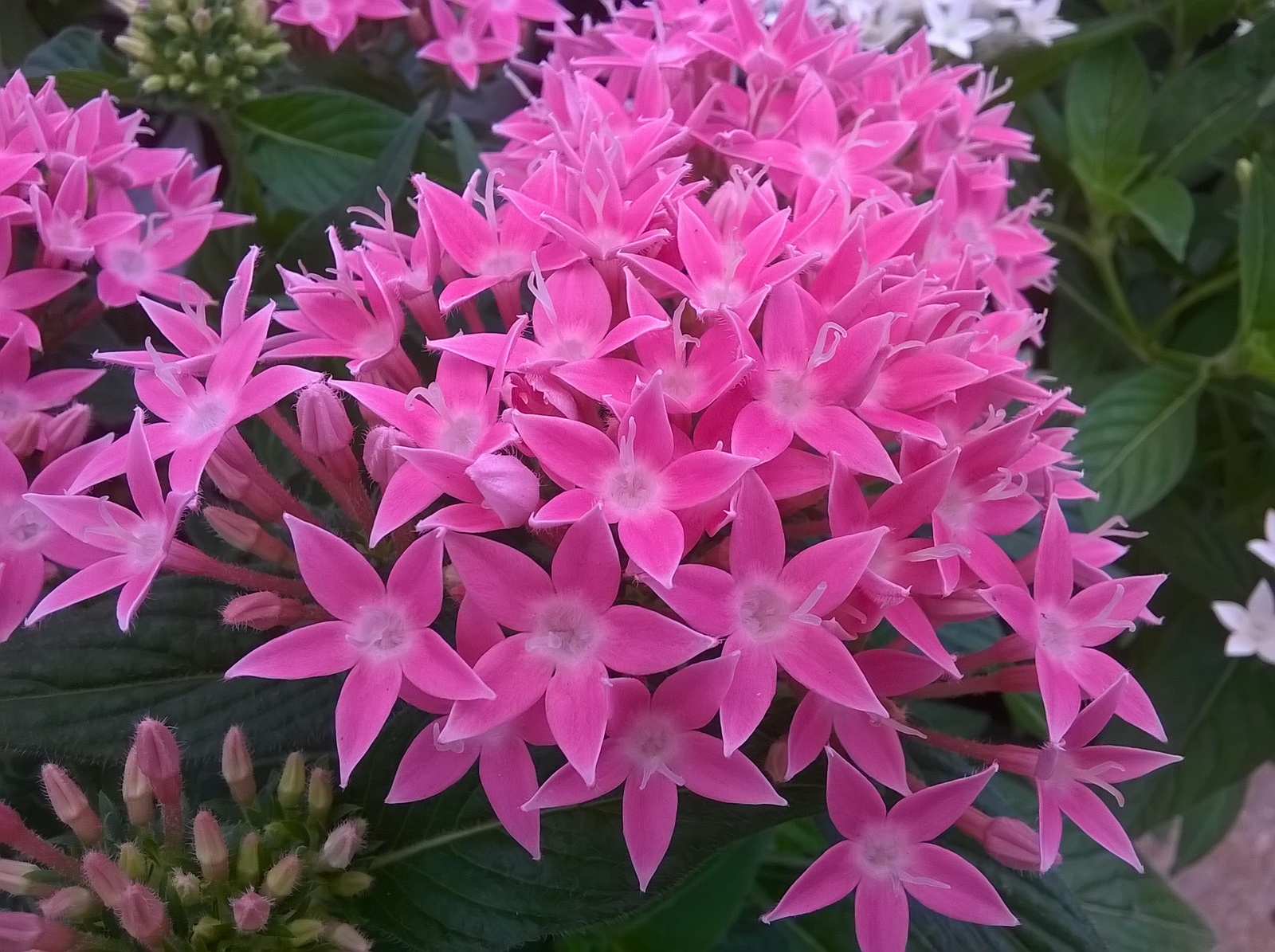WP_20140618_11_21_47_Pro.jpg